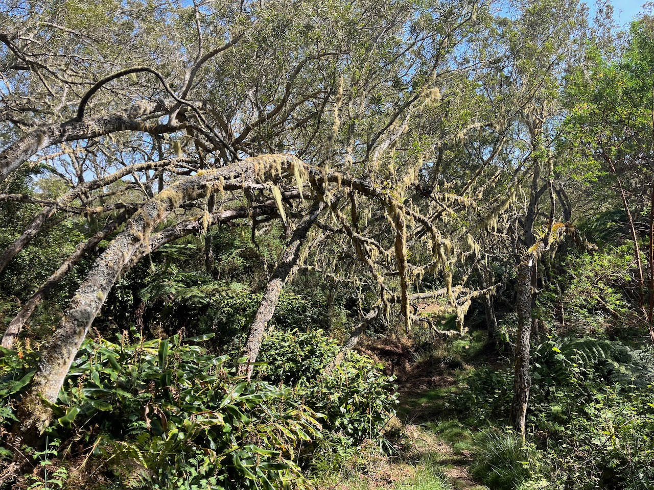 27. Sur le sentier du retour, près de l'arrivée, la tamariaie éprouvée..jpeg