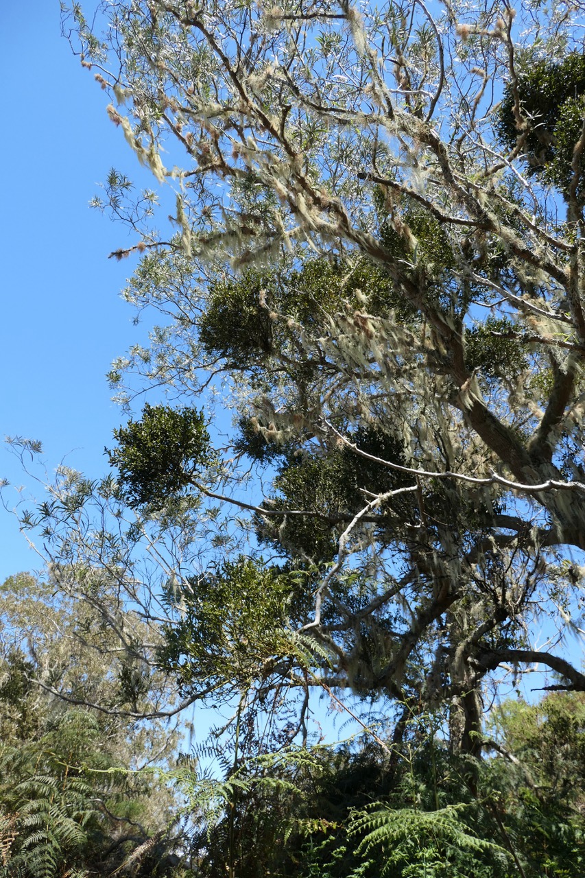 Acacia heterophylla.tamarin des hauts.fabaceae.endémique Réunion. envahi par Viscum triflorum . sourichaude.santalaceae.et Usnea barbata.usnée barbue.barbe de Saint Antoine.parmeliaceae.jpeg