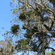 Acacia heterophylla.tamarin des hauts.fabaceae.endémique Réunion. envahi par Viscum triflorum . sourichaude.santalaceae.et Usnea barbata.usnée barbue.barbe de Saint Antoine.parmeliaceae.jpeg