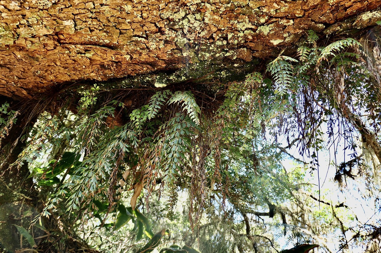 Asplenium aethiopicum.?? aspleniaceae.indigène Réunion. (1).jpeg