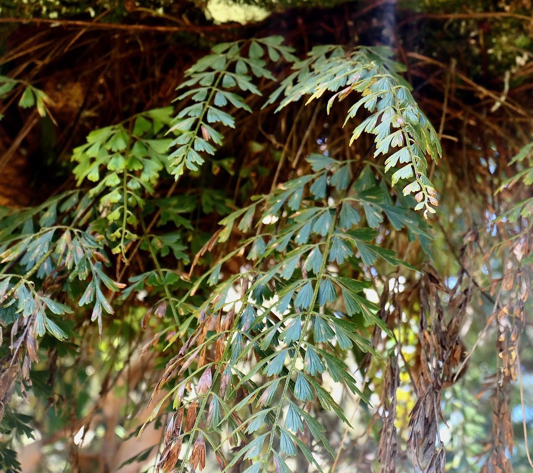 Asplenium aethiopicum.?? aspleniaceae.indigène Réunion..jpeg