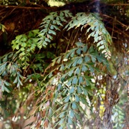 Asplenium aethiopicum.?? aspleniaceae.indigène Réunion..jpeg