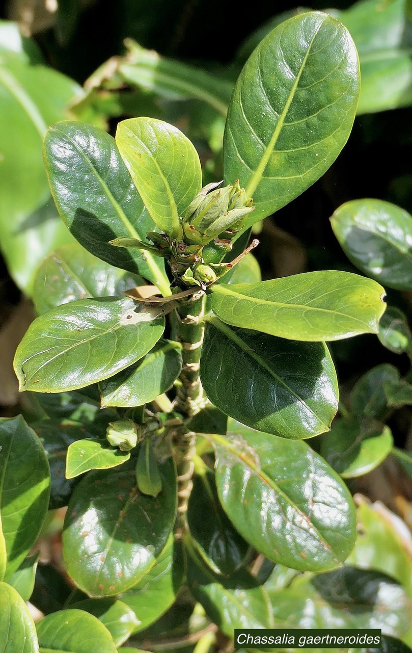 Chassalia gaertneroides. bois de lousteau.bois de merle.rubiaceae.endémique Réunion. (1).jpeg