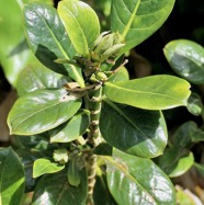 Chassalia gaertneroides. bois de lousteau.bois de merle.rubiaceae.endémique Réunion. (1).jpeg