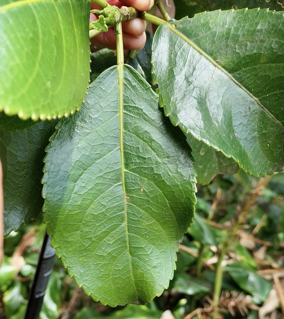 Claoxylon glandulosum.gros bois d’oiseaux. ( feuille avec glandes sur la marge du limbe et excroissances sur le pétiole ) euphorbiaceae.endémique Réunion..jpeg