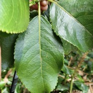 Claoxylon glandulosum.gros bois d’oiseaux. ( feuille avec glandes sur la marge du limbe et excroissances sur le pétiole ) euphorbiaceae.endémique Réunion..jpeg