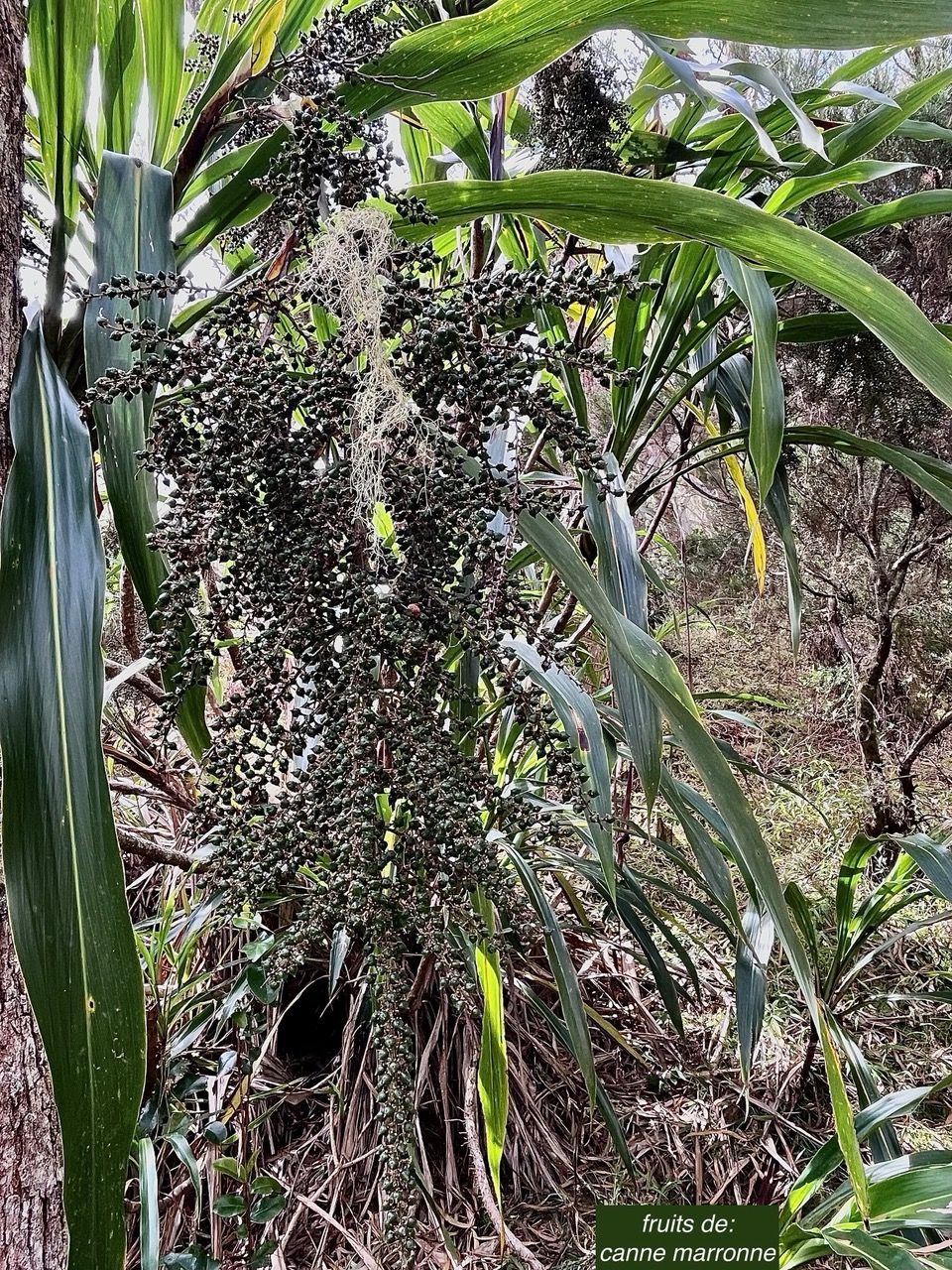 Cordyline mauritiana.canne marronne.( fruits ) asparagaceae.endémique Réunion Maurice..jpeg