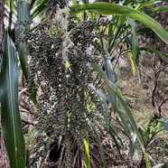 Cordyline mauritiana.canne marronne.( fruits ) asparagaceae.endémique Réunion Maurice..jpeg