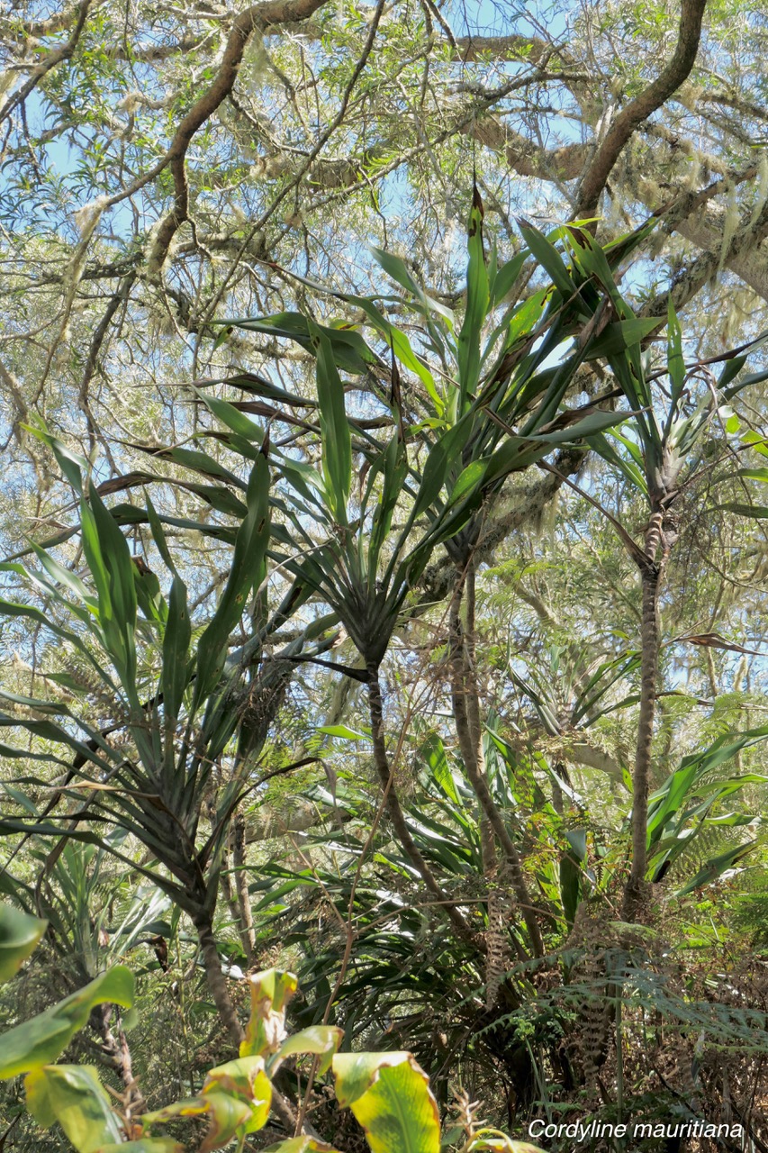 Cordyline mauritiana.canne marronne.asparagaceae.endémique Réunion Maurice..jpeg