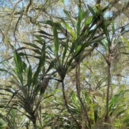 Cordyline mauritiana.canne marronne.asparagaceae.endémique Réunion Maurice..jpeg