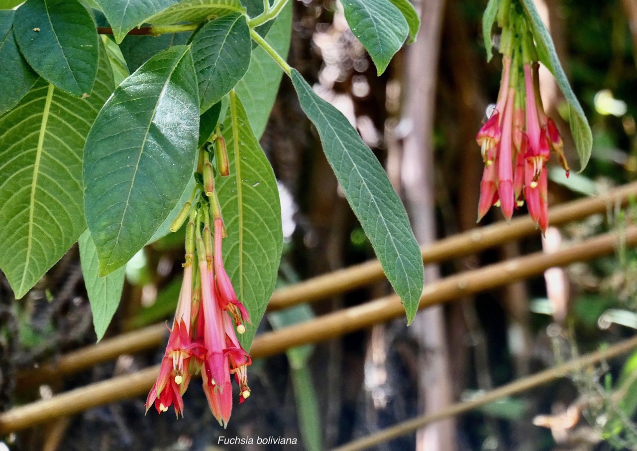 Fuchsia boliviana.fuchsia de Bolivie.fuchsia à grandes fleurs.onagraceae.espèce envahissante..jpeg