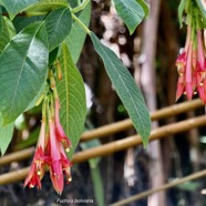 Fuchsia boliviana.fuchsia de Bolivie.fuchsia à grandes fleurs.onagraceae.espèce envahissante..jpeg