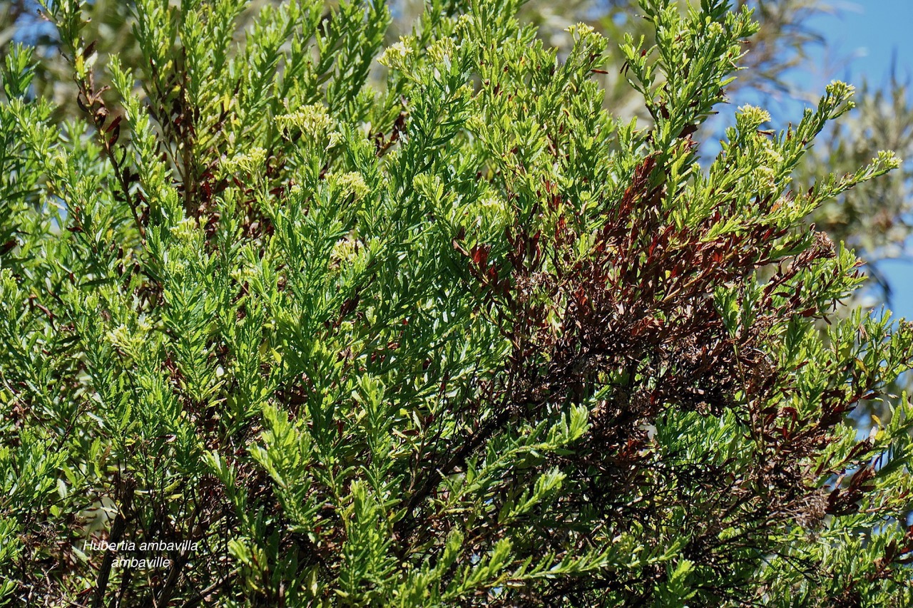 Hubertia ambavilla  Ambaville  asteraceae  endémique Réunion Maurice.jpeg