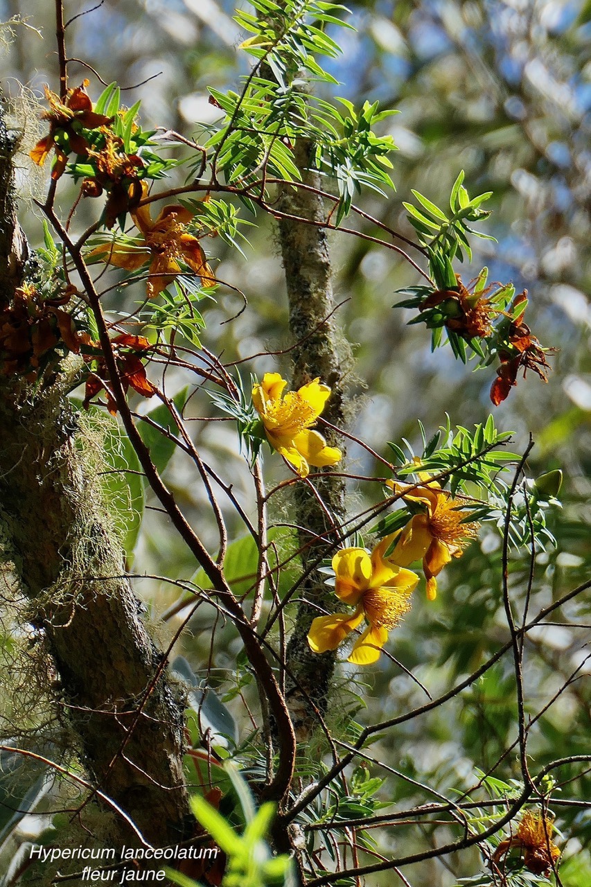 Hypericum lanceolatum subsp lanceolatum.fleur jaune des bas.hypericaceae.indigène Mascareignes..jpeg