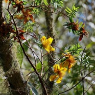 Hypericum lanceolatum subsp lanceolatum.fleur jaune des bas.hypericaceae.indigène Mascareignes..jpeg