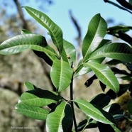 Melicope obtusifolia.gros patte poule.( feuilles trifoliolées ) rutaceae. endémique Réunion Maurice..jpeg