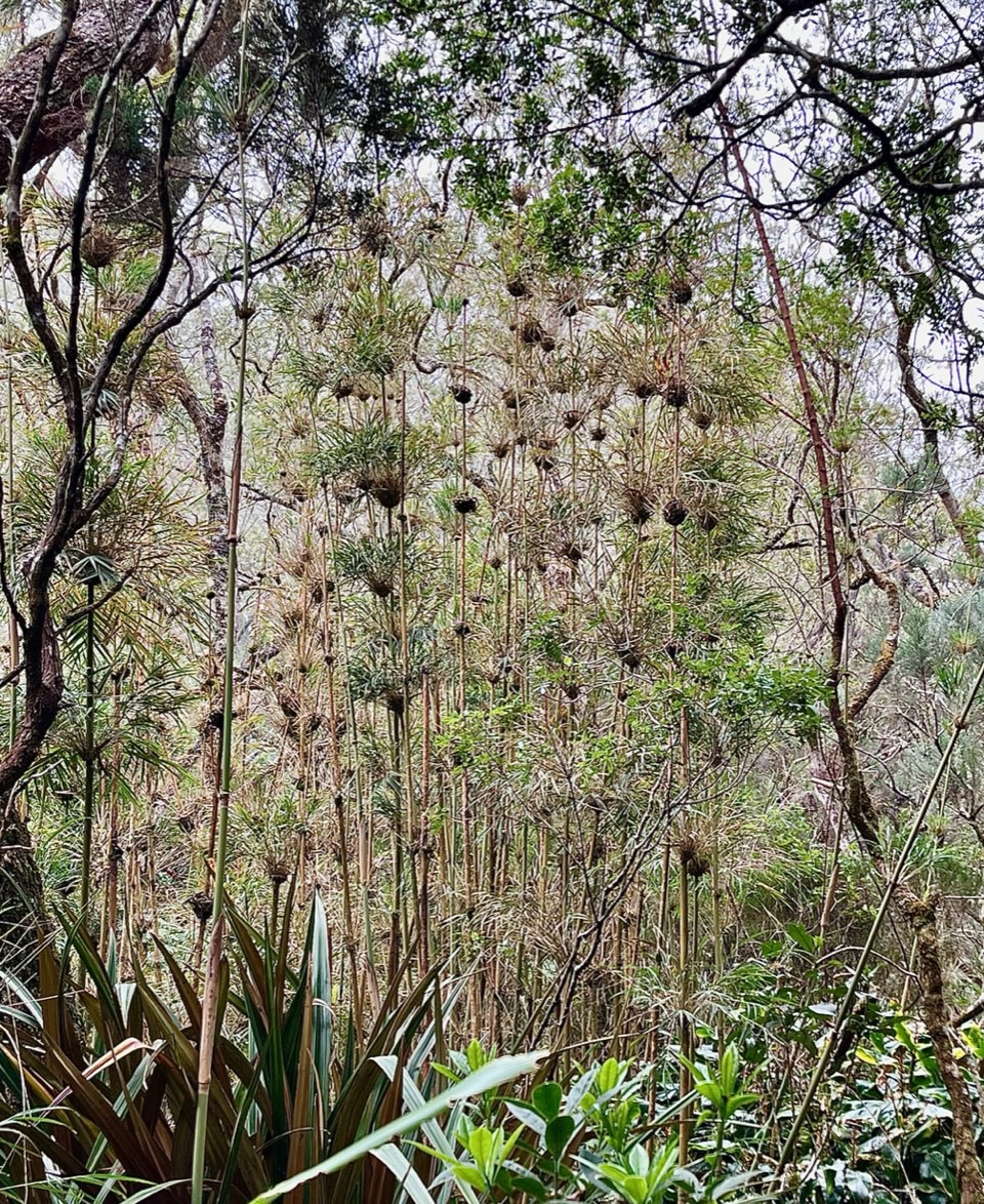 Nastus borbonicus.calumet. bambou de la Réunion.poaceae.endémique Réunion..jpeg