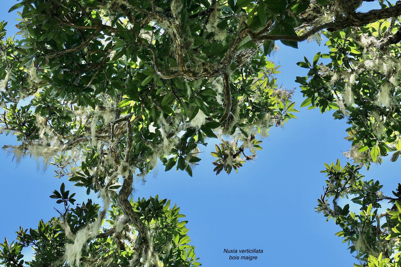 Nuxia verticillata.bois maigre.( petite partie du feuillage d'un très grand arbre )stilbaceae.endémique Réunion Maurice..jpeg