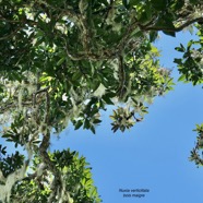 Nuxia verticillata.bois maigre.( petite partie du feuillage d'un très grand arbre )stilbaceae.endémique Réunion Maurice..jpeg