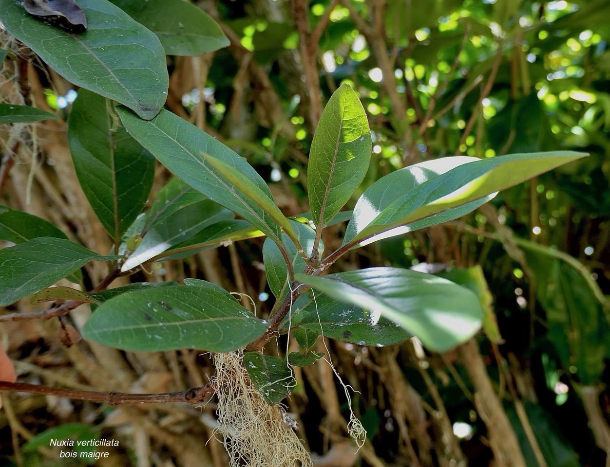 Nuxia verticillata.bois maigre.stilbaceae.endémique Réunion Maurice. (1).jpeg