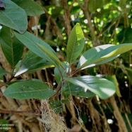 Nuxia verticillata.bois maigre.stilbaceae.endémique Réunion Maurice. (1).jpeg