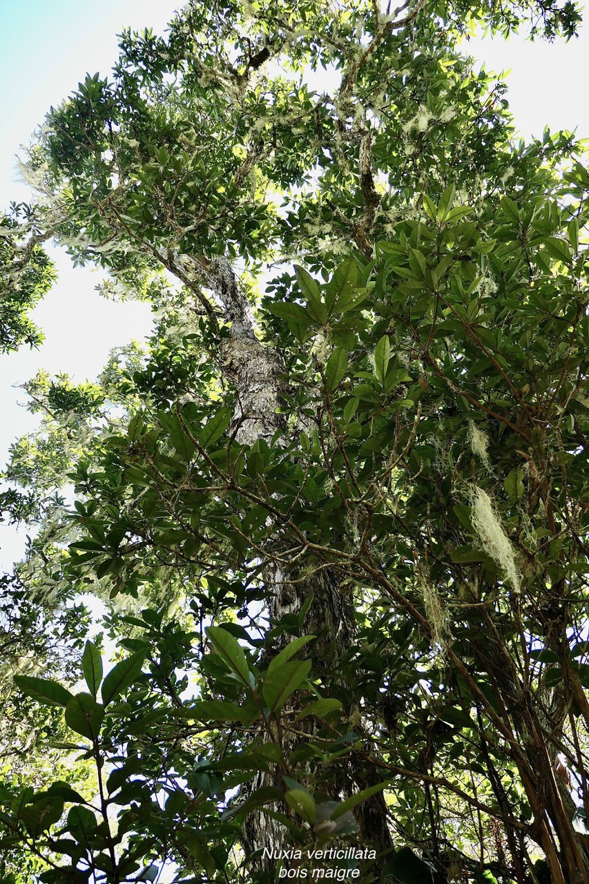 Nuxia verticillata.bois maigre.stilbaceae.endémique Réunion Maurice..jpeg