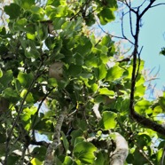 Ocotea obtusata.cannelle marron .lauraceae. endémique Réunion Maurice. (1).jpeg