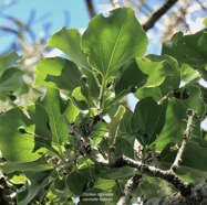 Ocotea obtusata.cannelle marron .lauraceae. endémique Réunion Maurice..jpeg