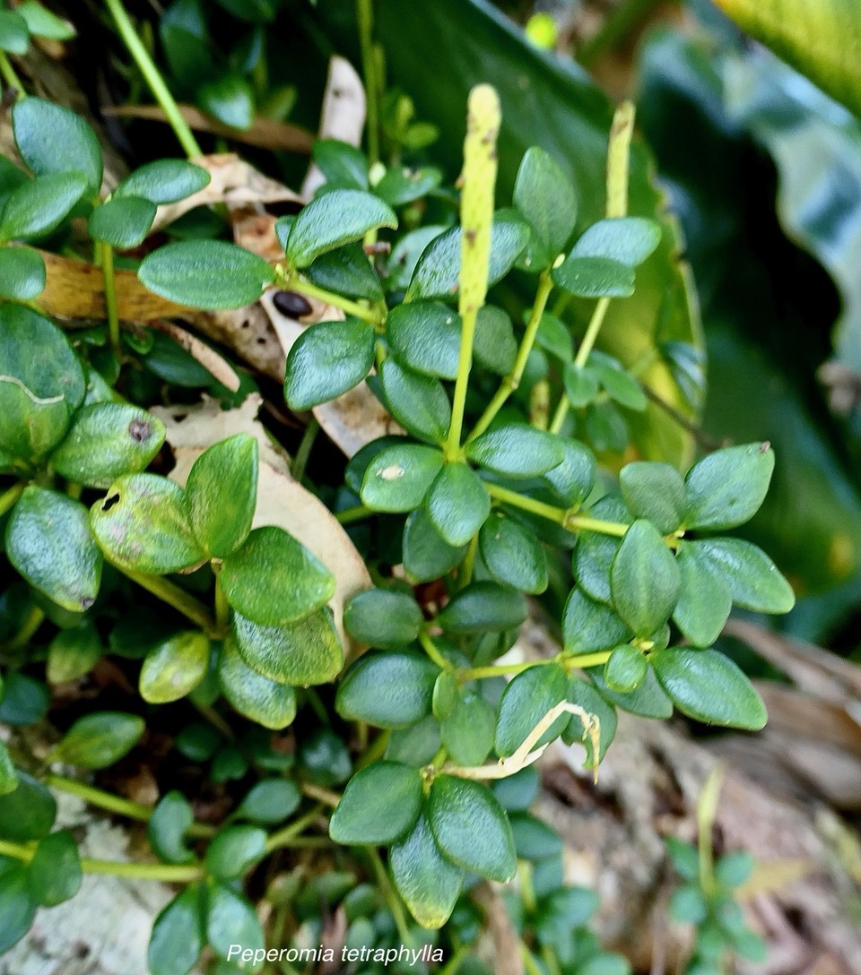 Peperomia tetraphylla.pourpier marron.piperaceae.indigène Réunion..jpeg