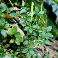 Peperomia tetraphylla.pourpier marron.piperaceae.indigène Réunion..jpeg