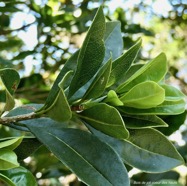 Pittosporum senacia.subsp reticulatum.bois de joli coeur des hauts.pittosporaceae.endémique Réunion..jpeg