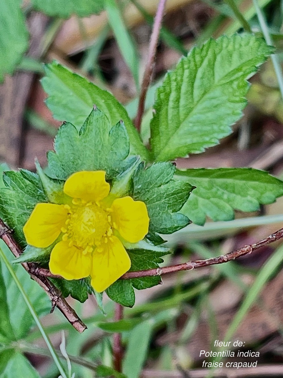 Potentilla indica ( Duchesnea indica ) fraise crapaud.fraise de l’eau.rosaceae.amphinaturalisé.espèce envahissante..jpeg