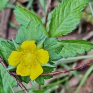 Potentilla indica ( Duchesnea indica ) fraise crapaud.fraise de l’eau.rosaceae.amphinaturalisé.espèce envahissante..jpeg