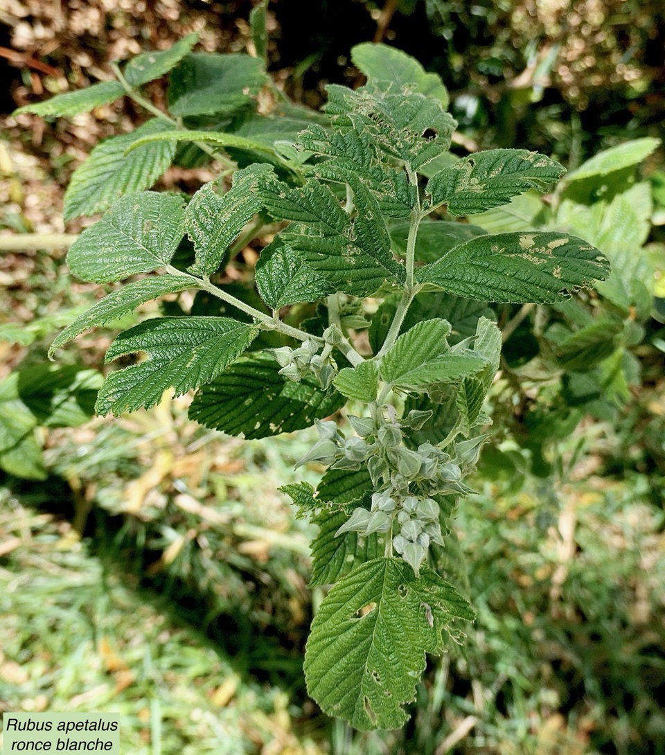 Rubus apetalus .ronce blanche .rosaceae. indigène Réunion. (1).jpeg