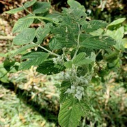 Rubus apetalus .ronce blanche .rosaceae. indigène Réunion. (1).jpeg