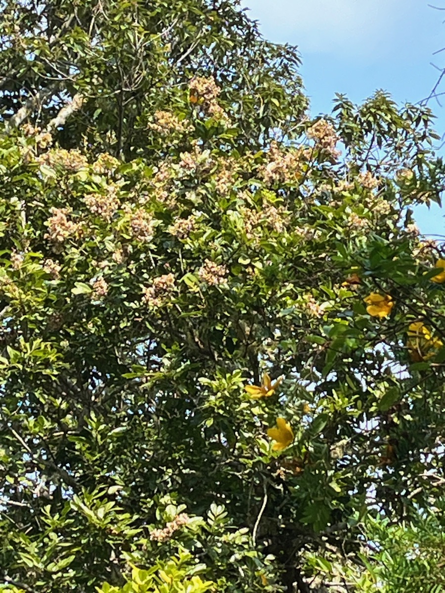 2. ??? Fleurs Molinaea alternifolia - Tan Georges - SAPINDACEAE - endémique de La Réunion et de Maurice.jpeg