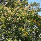 2. ??? Fleurs Molinaea alternifolia - Tan Georges - SAPINDACEAE - endémique de La Réunion et de Maurice.jpeg