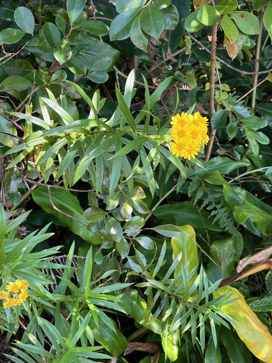 8. Fleurs Faujasia salicifolia -  Chasse-vieillesse - Astéracée.jpeg