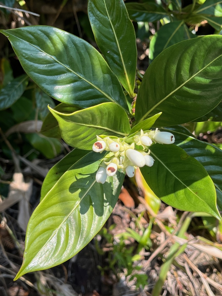 9. Feuiilles et boutons floraux - Gaertnera vaginata - Losto café - Rubiacée - B 2.jpeg