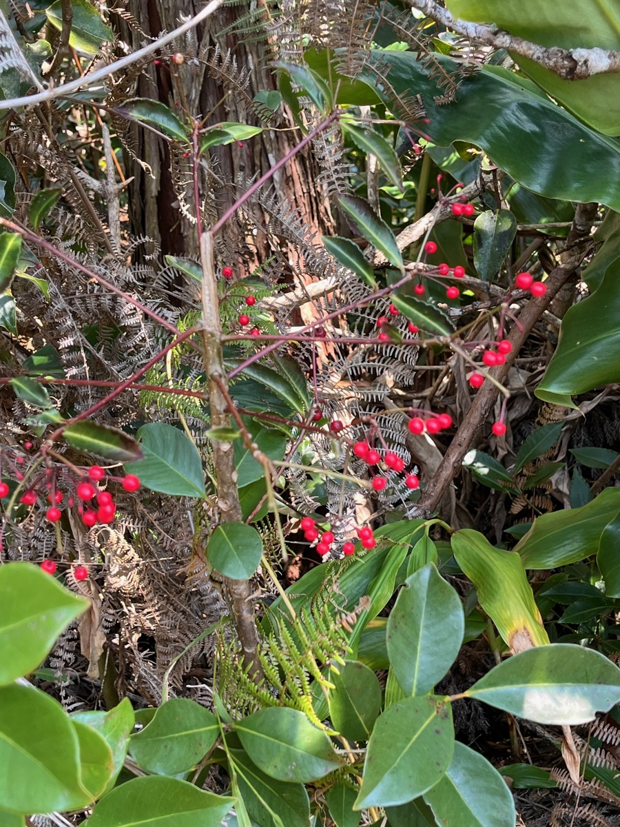 10. Fruits  - Ardisia crenata Sims. - Bois de Noël-  Primulaceae - Asie orientale.jpeg