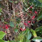 10. Fruits  - Ardisia crenata Sims. - Bois de Noël-  Primulaceae - Asie orientale.jpeg