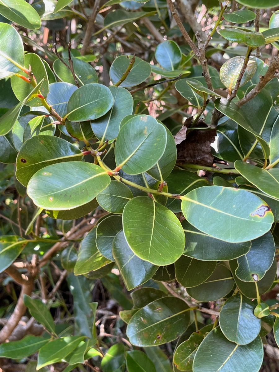 13. Feuilles - Sideroxylon borbonicum - Bois de fer batard-Natte coudine-… - SAPOTACEAE - Endémique Réunion.jpeg