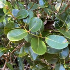 13. Feuilles - Sideroxylon borbonicum - Bois de fer batard-Natte coudine-… - SAPOTACEAE - Endémique Réunion.jpeg