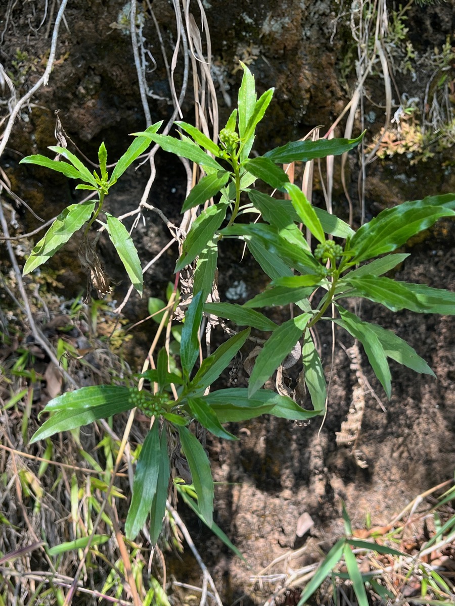 15. Boutons floraux - Psiadia dentata - Ti mangue - Asteraceae - endémique R.jpeg