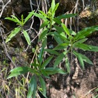 15. Boutons floraux - Psiadia dentata - Ti mangue - Asteraceae - endémique R.jpeg