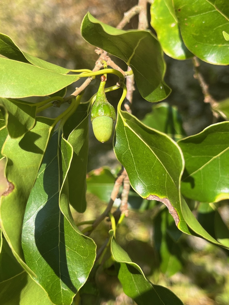 17. Fruit de Ocotea obtusata - Bois de cannelle marron - Lauracée - I.jpeg