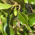 17. Fruit de Ocotea obtusata - Bois de cannelle marron - Lauracée - I.jpeg