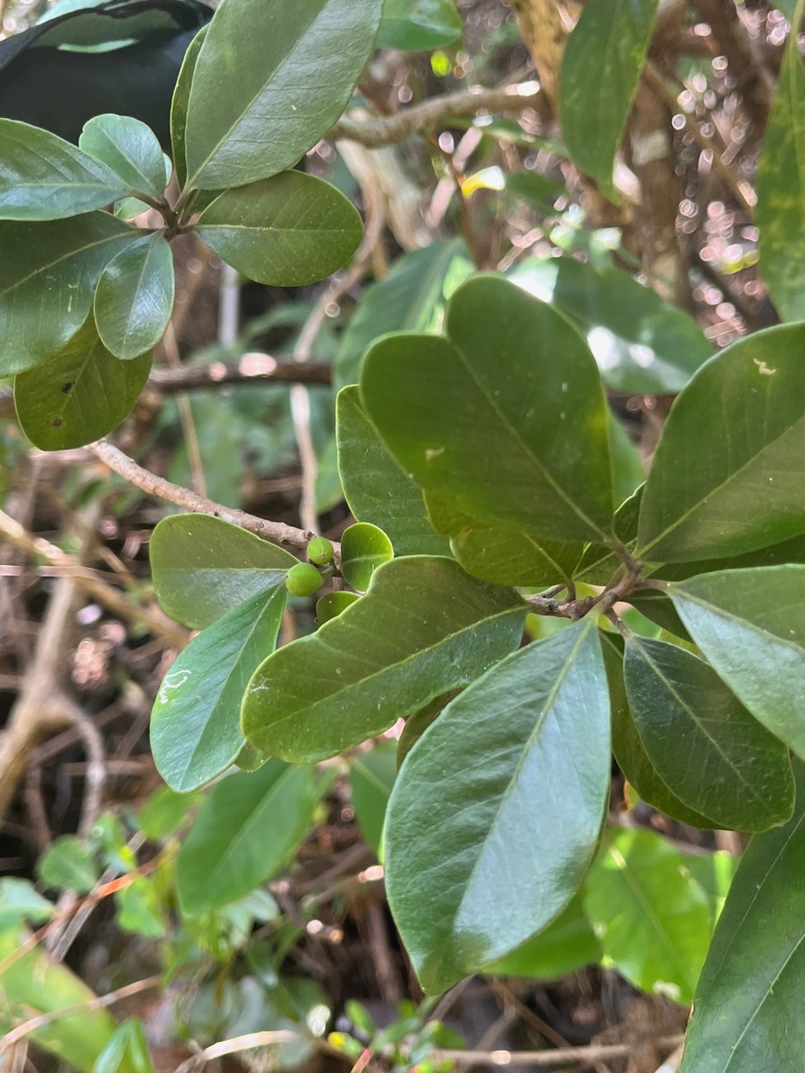 18. Fruits - ??? Turraea thouarsiana - Bois de quivi - Meliaceae - endémique B M.jpeg