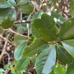 18. Fruits - ??? Turraea thouarsiana - Bois de quivi - Meliaceae - endémique B M.jpeg