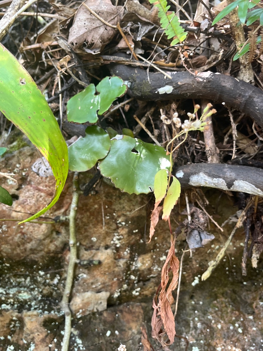 19. Adiantum reniforme - Fougère tam tam. - Pteridaceae -Endémique - La Réunion, Maurice.jpeg